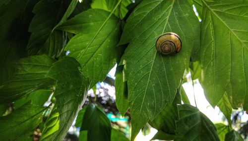 Low angle view of snail on leaf