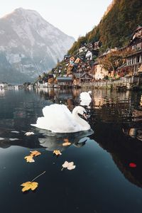 Mute swans swimming in lake by town