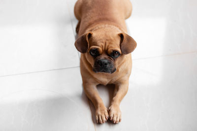 Portrait of dog sitting on floor