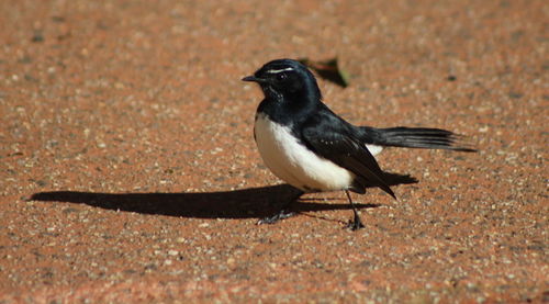 Close-up of bird perching on ground