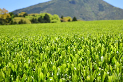 Close-up of crop in field