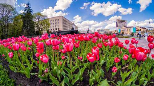 Close-up of pink tulips against cloudy sky