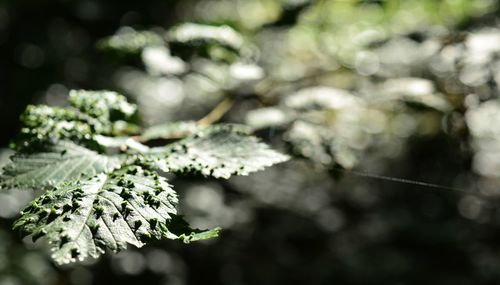 Close-up of snow covered plant
