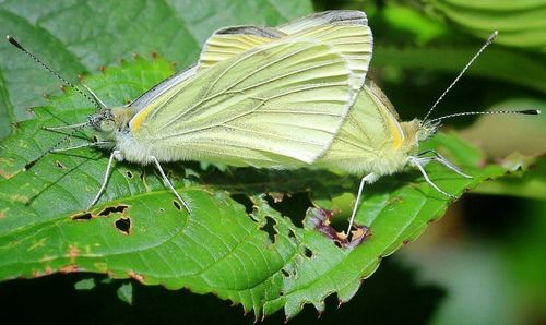 Close-up of insect on leaf