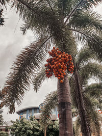 Low angle view of coconut palm tree against sky