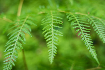 Close-up of pine tree leaves