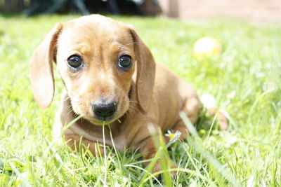 Close-up portrait of puppy on grass