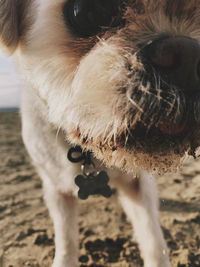 Close-up of dog sticking out tongue on field