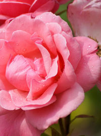 Close-up of red rose