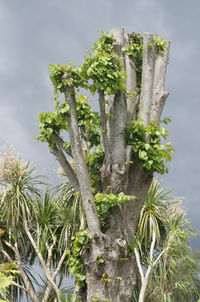 Low angle view of plants against sky