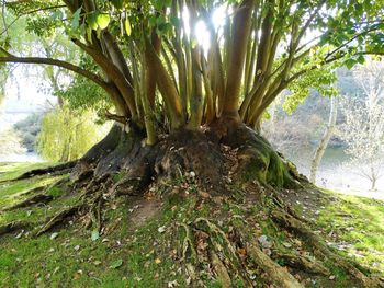 Trees in sunlight