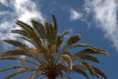 Low angle view of palm tree against sky