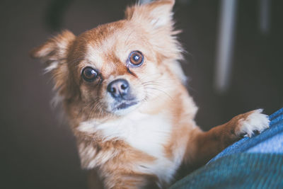 Portrait of dog