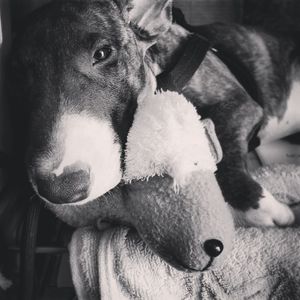 Close-up of a dog resting at home