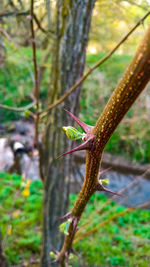 Close-up of insect on plant