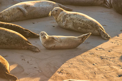 High angle view of animal lying on sand