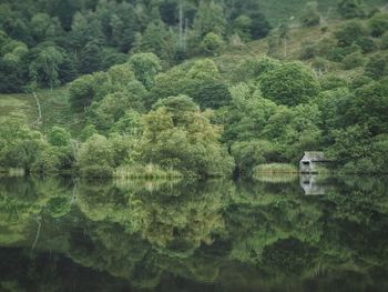 Scenic view of lake in forest