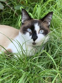 Portrait of cat on grass looking at camera with blue eyes. 