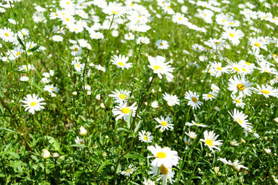 Close-up of white daisy flowers on field