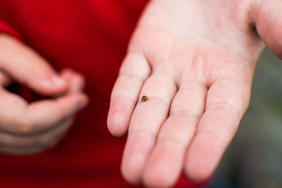 Midsection of person holding ladybug