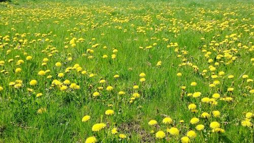 Yellow flowers growing in field