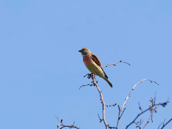 bird