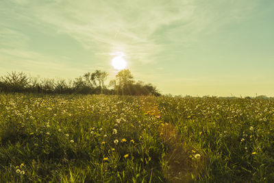 Scenic view of field against sky during sunset