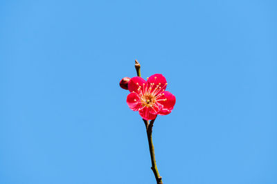 Low angle view of pink flowering plant against blue sky