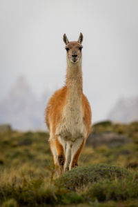 Deer standing on field