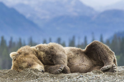 Close-up of bear relaxing against sky