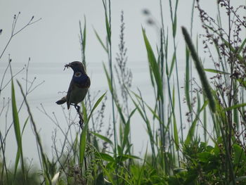 Bird perching on grass