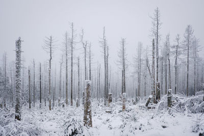Panoramic shot of trees on snow covered field during winter