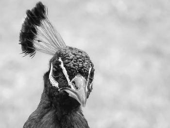 Close-up of bird looking away