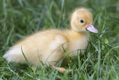 Muscovy duck's duckling on grass