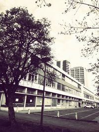 Trees in city against sky