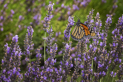 Beautiful monarch butterfly  feeding on lavender nectar