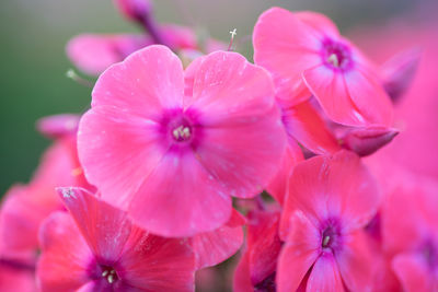 Close-up of pink cosmos blooming outdoors