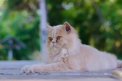 Portrait of a cat looking away