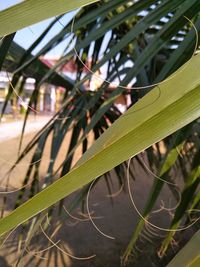 Close-up of plant growing outdoors