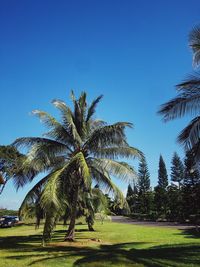 Palm trees against clear blue sky
