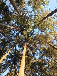 Low angle view of tree in forest against sky
