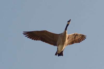 Low angle view of bird flying against sky