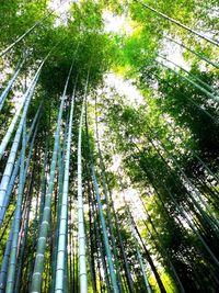 Low angle view of trees in forest