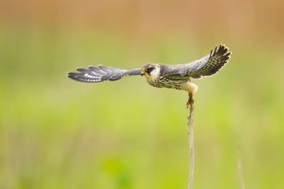 Close-up of a bird flying