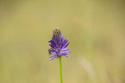 Close-up of purple flower