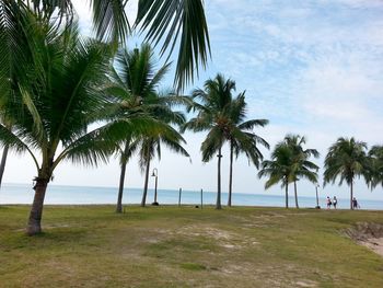 Palm trees on beach