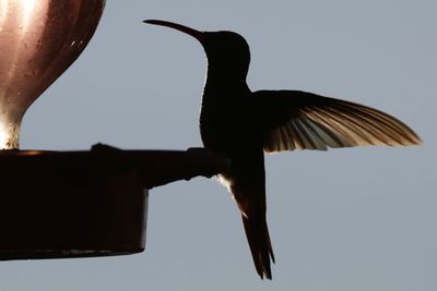 Low angle view of bird perching against clear sky