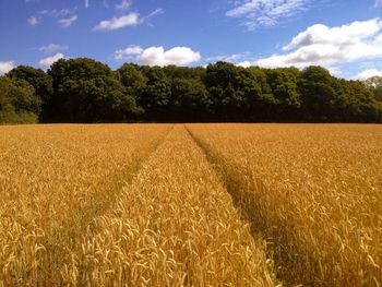 Scenic view of rural landscape