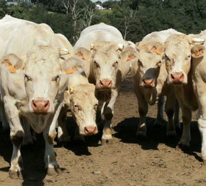 Close-up portrait of cow on sunny day