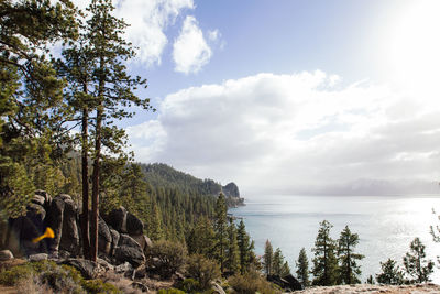 Scenic view of sea by trees against cloudy sky on sunny day